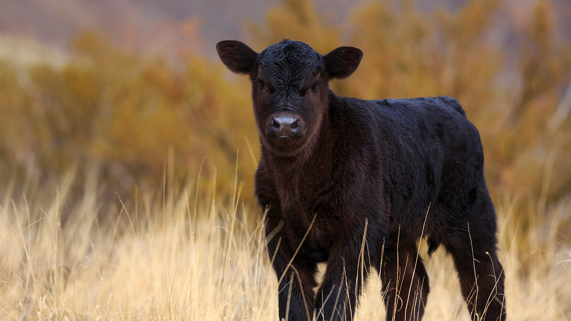 angus cattle